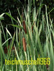 Rohrkolben (Typha) Rohrkolben (Typha)