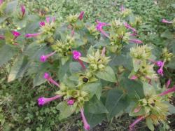 50 Samen -Wunderblume 50 Samen -Wunderblume