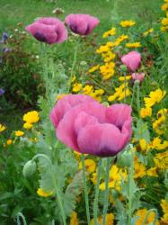 Samen Mohn pink - einjährig Samen Mohn pink - einjährig