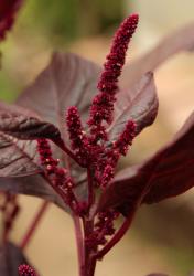 Färber Amaranth Hopi Färber Amaranth Hopi