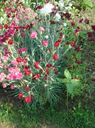 Samen Gartennelken Nelken - bunte Mischung Samen Gartennelken Nelken - bunte Mischung