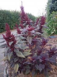 * Amaranth 'Giant Purple' * Amaranth 'Giant Purple'