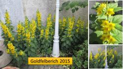 6 Goldfelberich Pflanzen 6 Goldfelberich Pflanzen