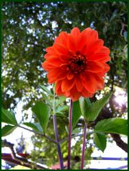 Dahlien orange Dahlien orange