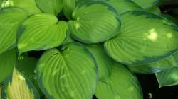 Hosta Chinese Sunrise reserviert für tharod Hosta Chinese Sunrise reserviert für tharod