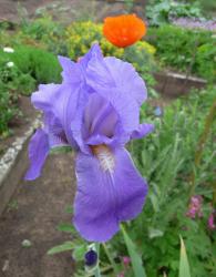 Iris lila-blau, fast himmelblau Iris lila-blau, fast himmelblau