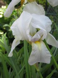 Iris barbata weiß Iris barbata weiß