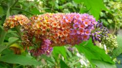 Schmetterlingsflieder - Buddleja Flower Power Schmetterlingsflieder - Buddleja Flower Power