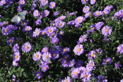 Herbstaster, hoch, lila-blau Herbstaster, hoch, lila-blau