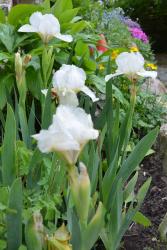 Iris barbata nana weiß Iris barbata nana weiß