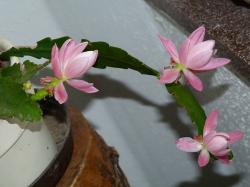 Epiphyllum, rosa blühend Epiphyllum, rosa blühend