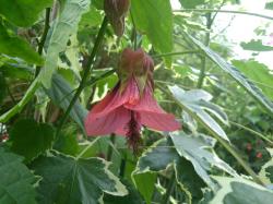 Abutilon Schönmalve Glöckchen Lilac MAGIC Abutilon Schönmalve Glöckchen Lilac MAGIC