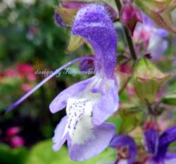 Salvia Forskaohlei Balkan Salbei Salvia Forskaohlei Balkan Salbei