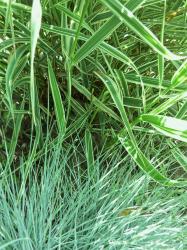 Blauschwingel-Gras + jap. Ziergras mit weissem Rand Blauschwingel-Gras + jap. Ziergras mit weissem Rand