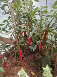Chili Cayenne Chili Cayenne