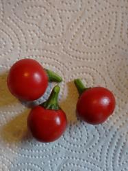 3 Sorten Chilis 3 Sorten Chilis