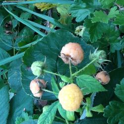 gelbe Himbeeren gelbe Himbeeren