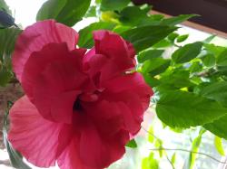 Hibiskus Zimmerhibiskus 2 unbewurzelter Stecklinge Hibiskus Zimmerhibiskus 2 unbewurzelter Stecklinge