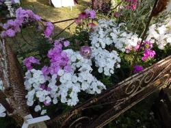 Wildphlox * Weiße Wolke Wildphlox * Weiße Wolke