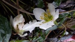 Lenzrose/Winterling Lenzrose/Winterling