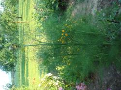 Samen Spanischer Fenchel winterhart Samen Spanischer Fenchel winterhart