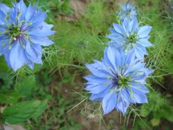 Nigelia hellblau Jungfer im Grünen Schwarzkümmel Samen Nigelia hellblau Jungfer im Grünen Schwarzkümmel Samen