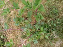 Brombeeren Brombeeren