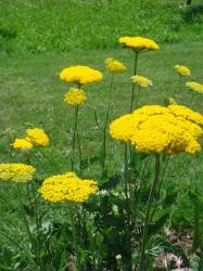 Samen Goldgarbe gelb Blumensamen Kräuter winterhart Samen Goldgarbe gelb Blumensamen Kräuter winterhart