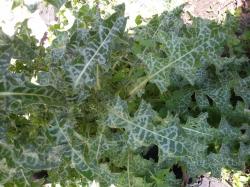 Mariendistel Mariendistel