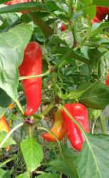 Paprika Ference Tender Paprika Ference Tender