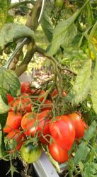 Tomate Brittains Breakfast Tomate Brittains Breakfast