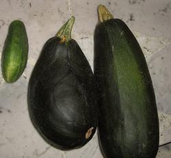 Zucchini aus der Toscana Zucchini aus der Toscana
