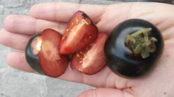 Tomate - Indigo Rose + eine weitere Sorte Tomate - Indigo Rose + eine weitere Sorte