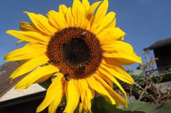 Sonnenblume Sonnenblume