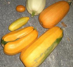 Gelbe Zucchini Gelbe Zucchini