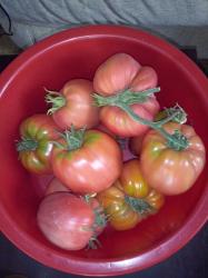 Tomate Italienisches Ochsenherz Tomate Italienisches Ochsenherz