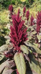 Amaranth Purple Giant Amaranth Purple Giant