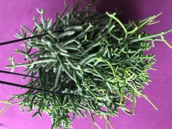 Rhipsalis heteroclada Rhipsalis heteroclada