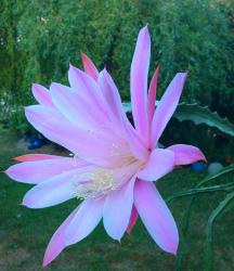 Aporocactus Aporophyllum Myrna Corbett Aporocactus Aporophyllum Myrna Corbett