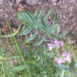 Gelenkblume, Gelenkblume,