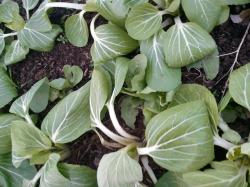 Pak Choi- Wintergärtnern Pak Choi- Wintergärtnern