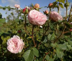 Rose Major of Casterbridge Stecklinge Rose Major of Casterbridge Stecklinge