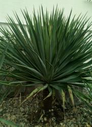 Stammbildende Gartenyucca,Palmlilie Stammbildende Gartenyucca,Palmlilie