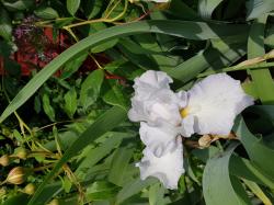 Iris weiß Iris weiß