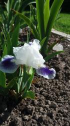 Iris Nana BOO Iris Nana BOO