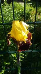 Iris Iris