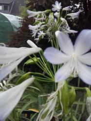 Schmucklilien-Silver Babe-weiß/himmelblau Schmucklilien-Silver Babe-weiß/himmelblau