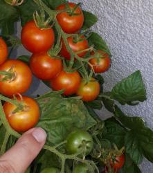Cocktailtomate - Zuckertraube Cocktailtomate - Zuckertraube
