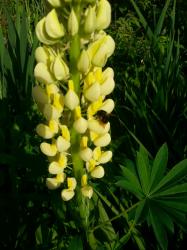 Lupine gelb Lupine gelb