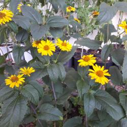 Staudensonnenblume Staudensonnenblume